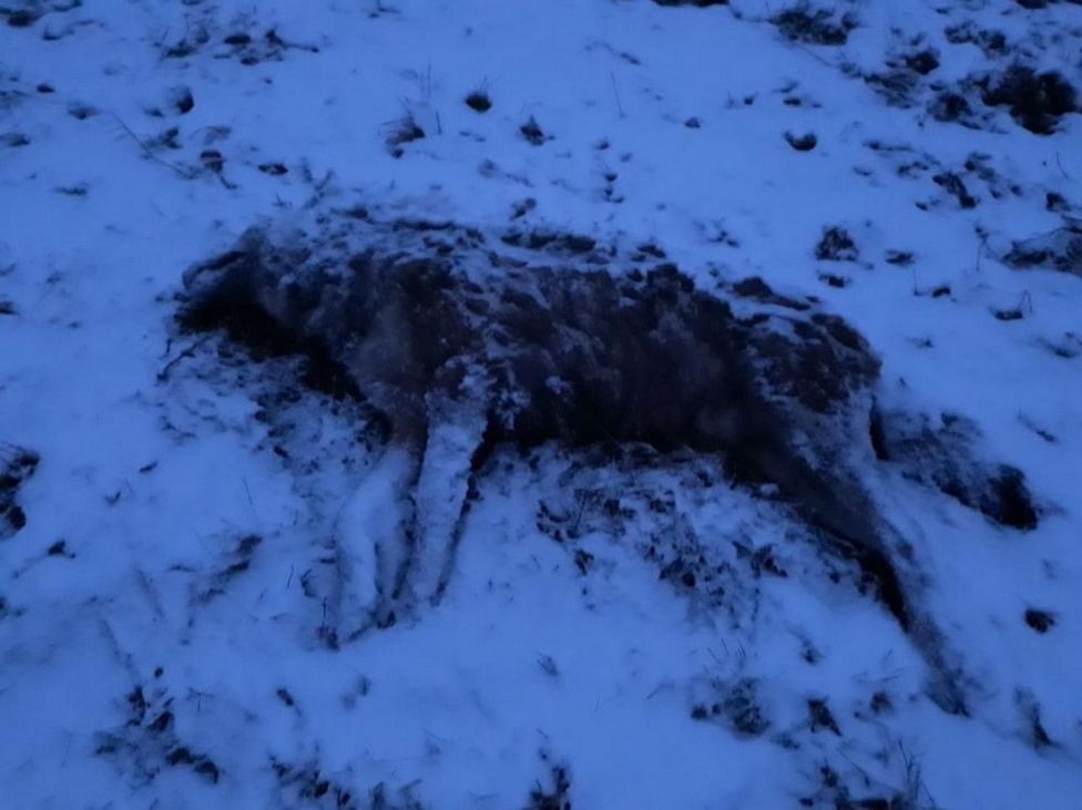 Bieszczady. Potężny wilk zagryziony w dolinie Sanu