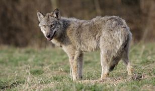 W Bieszczadach zastrzelą wilka. Wchodził do wsi za dnia, ruszyło polowanie