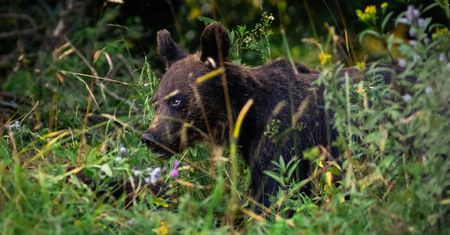 Bieszczady. "Ręce do góry, padnij, nigdy nie uciekaj", czyli co robić, gdy na szlaku stanie niedźwiedź