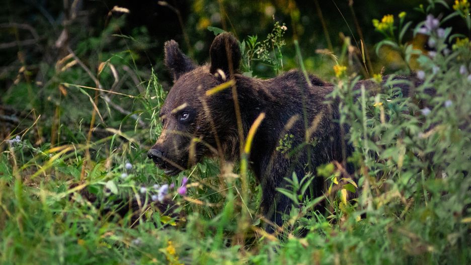Bieszczady. Niedźwiedź sfotografowany w Nadleśnictwie Baligród, fot. Paweł Lewandowski