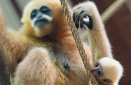 Niezwykłe wydarzenie we wrocławskim ZOO