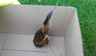 Lublin. Straż Miejska uratowała bąka. Ucierpiał po zderzeniu z samochodem