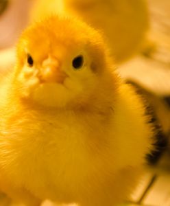 Po tej wiadomości dziennikarz nie wytrzymał ze śmiechu. Wszystko poszło "na żywo"