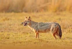 Szakal złocisty na Podkarpaciu. Jego naturalnym środowiskiem są Bałkany