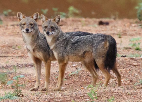 Jackal 