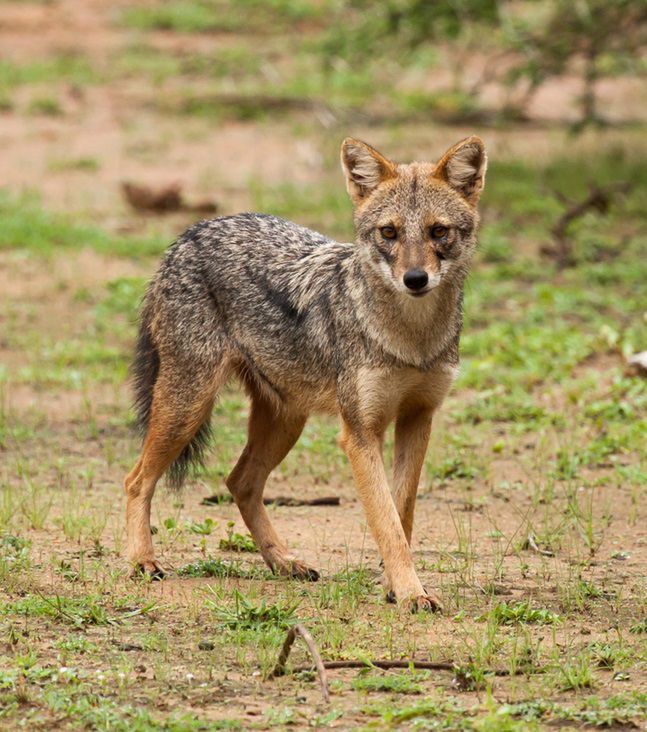 Jackal