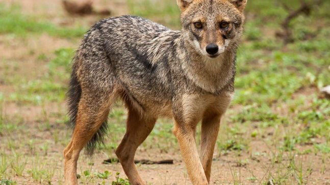 Jackal