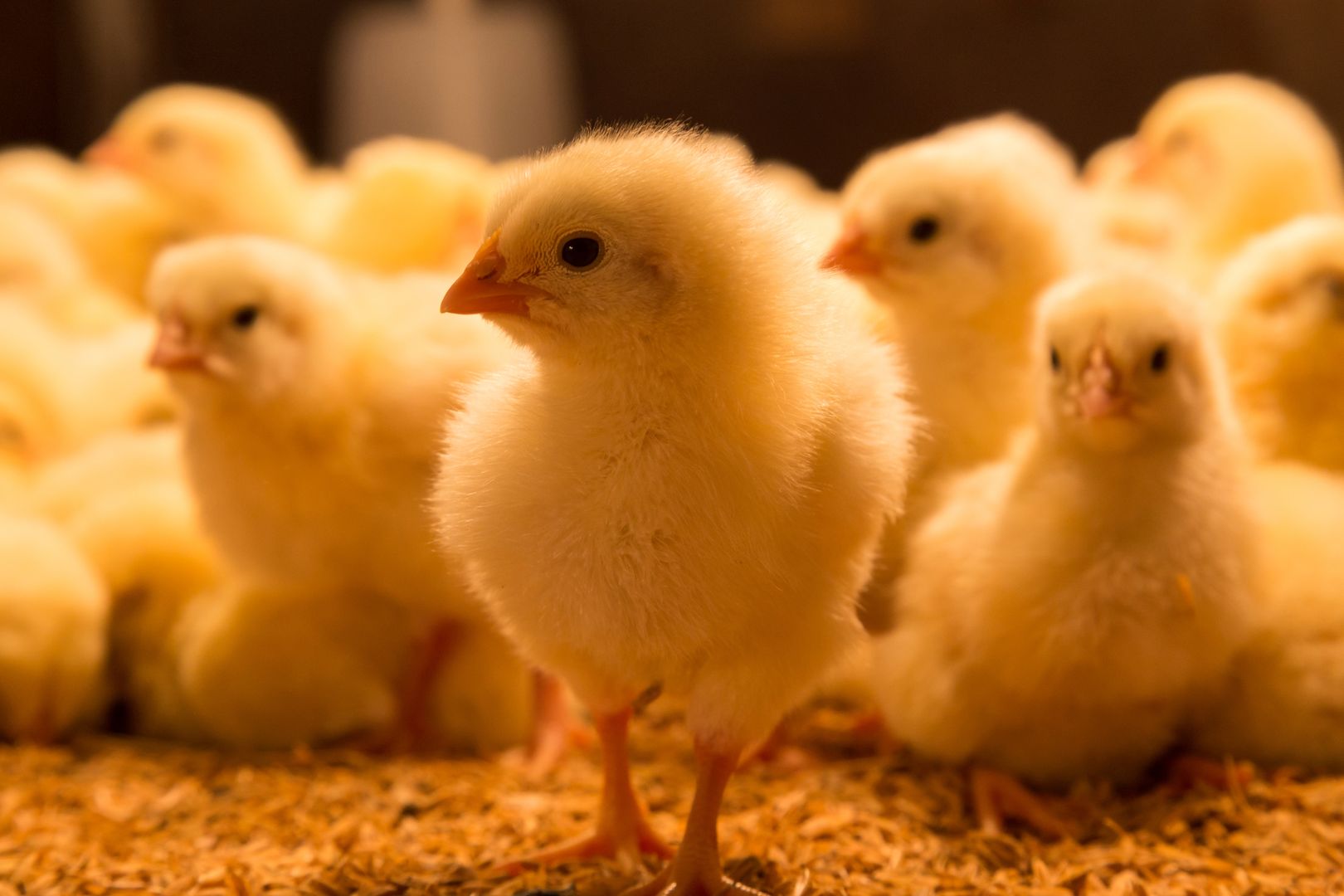 Closeup photograph of one day old chickens.