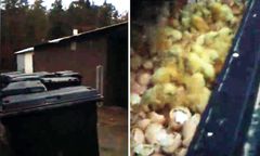 Żywe kurczaki w kontenerze z odpadami. "Awaria przy utylizacji"