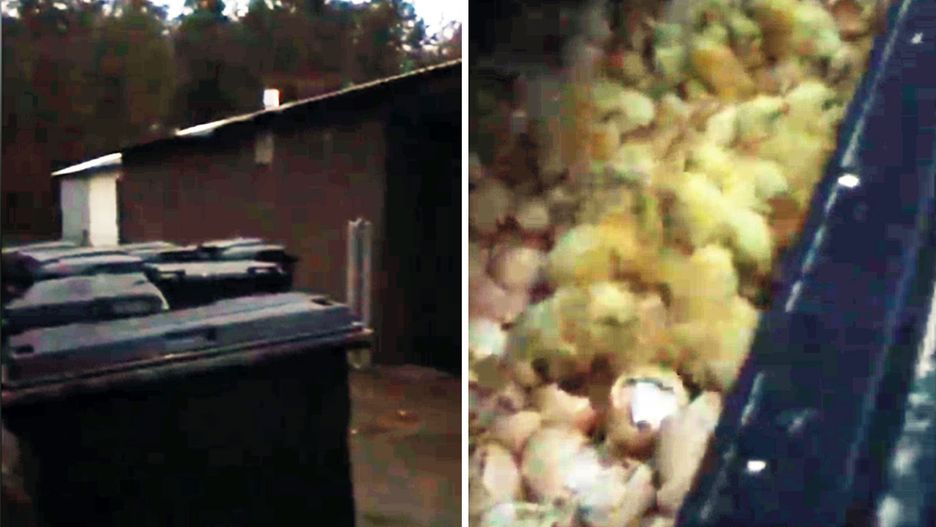 Postępowanie ws. piskląt prowadzi Powiatowy Lekarz Weterynarii