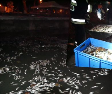 Zalew w Krakowie zatruty? 150 kg śniętych ryb