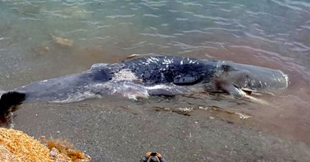 10-metrowy kaszalot zadławił się plastikiem. Z ciała wyjęto 29 kg torebek foliowych