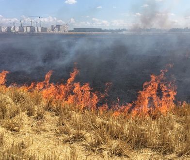 Pożar we Wrocławiu. Płonie łąka na Żernikach
