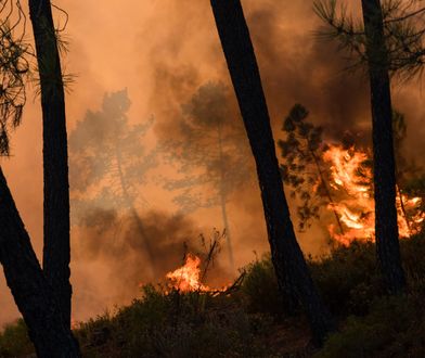 Pożar lasów w Czarnogórze. To wina Polaka