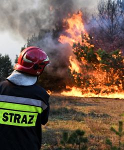 Potężny pożar lasu w Bydgoszczy. Straż ściągnęła wsparcie