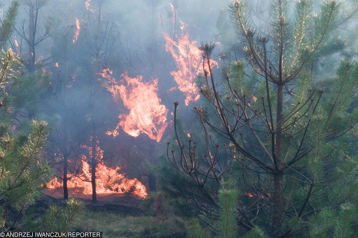 Płonie las pod Koszalinem. Strażacy alarmują: katastrofalna sytuacja w całej Polsce