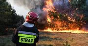 Potężny pożar lasu w Bydgoszczy. Straż ściągnęła wsparcie
