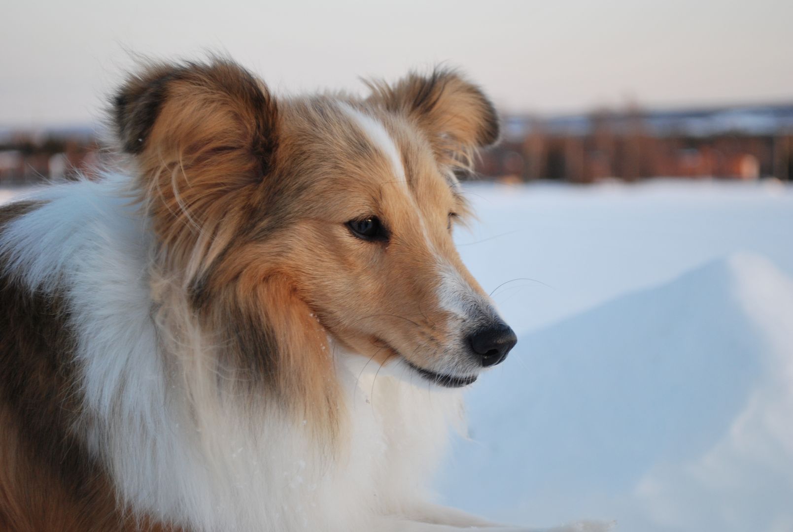 "Lassie wróć"? Ukochany pies odnalazł się po sześciu latach