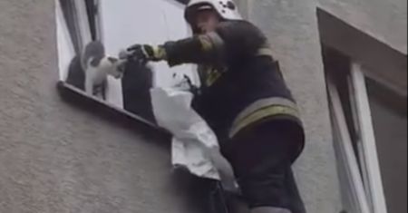 Kot zaklinował się w oknie. Na pomoc ruszyli strażacy [WIDEO]