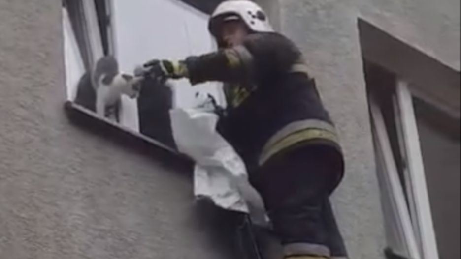 Przerażone zwierzę nie mogło się wydostać z wąskiej pułapki na 2. piętrze.