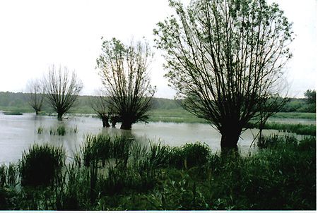 Obraz