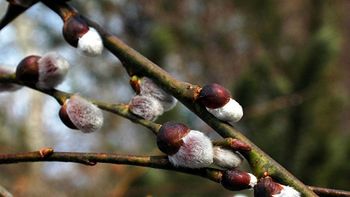 Wiosna coraz bliżej - w Ogrodzie Botanicznym UMCS w Lublinie zakwitły już wierzby
