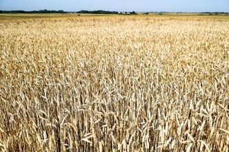 Susza w Polsce. Rolnicy apelują o tworzenie specjalnych komisji