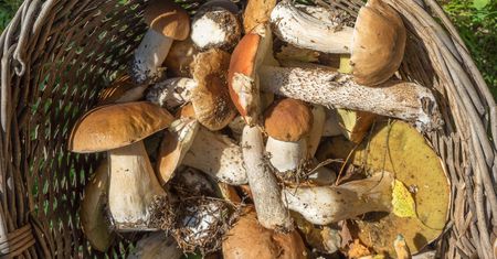 Bydgoszcz. Grzyby w lasach mogą być skażone. Ostrzegają mieszkańców