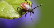 Zaczyna się sezon na kleszcze. W razie kłopotów może pomóc ubezpieczyciel