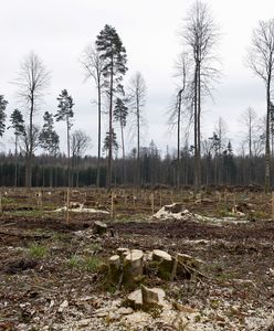 Aktywiści blokują drogę. Nie pozwalają na wywóz drzew z Puszczy Białowieskiej