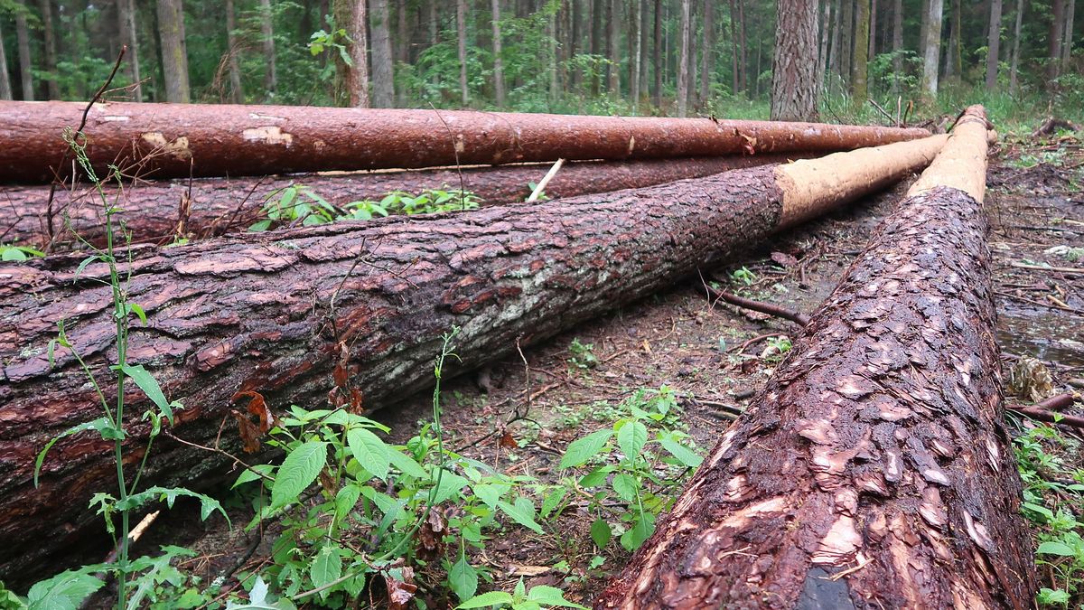 Mimo zakazu drwale wciąż tną drzewa w Puszczy Białowieskiej