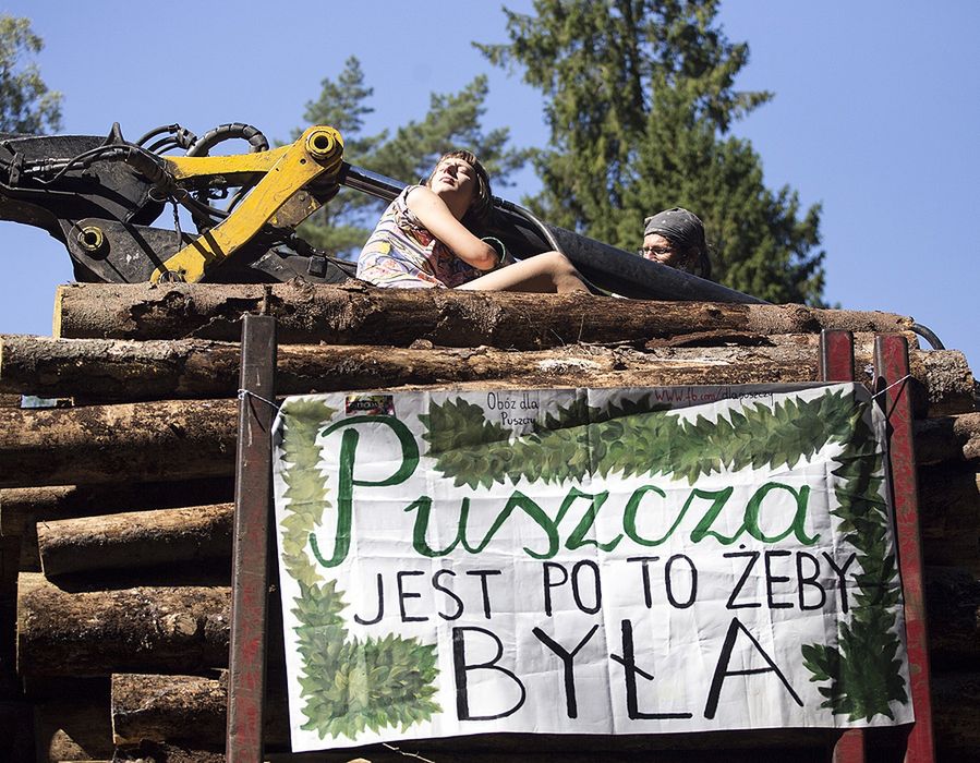 Polacy chcą zatrzymać rzeź drzew? Sondaż dla WP