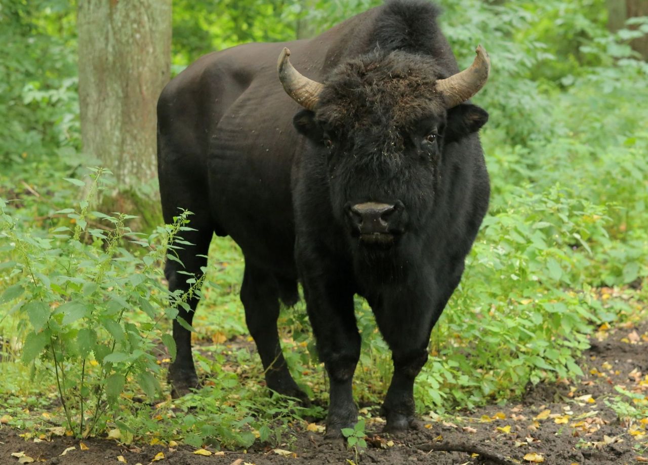 Mutant z polskiej puszczy. To jedyne takie zwierzę na świecie