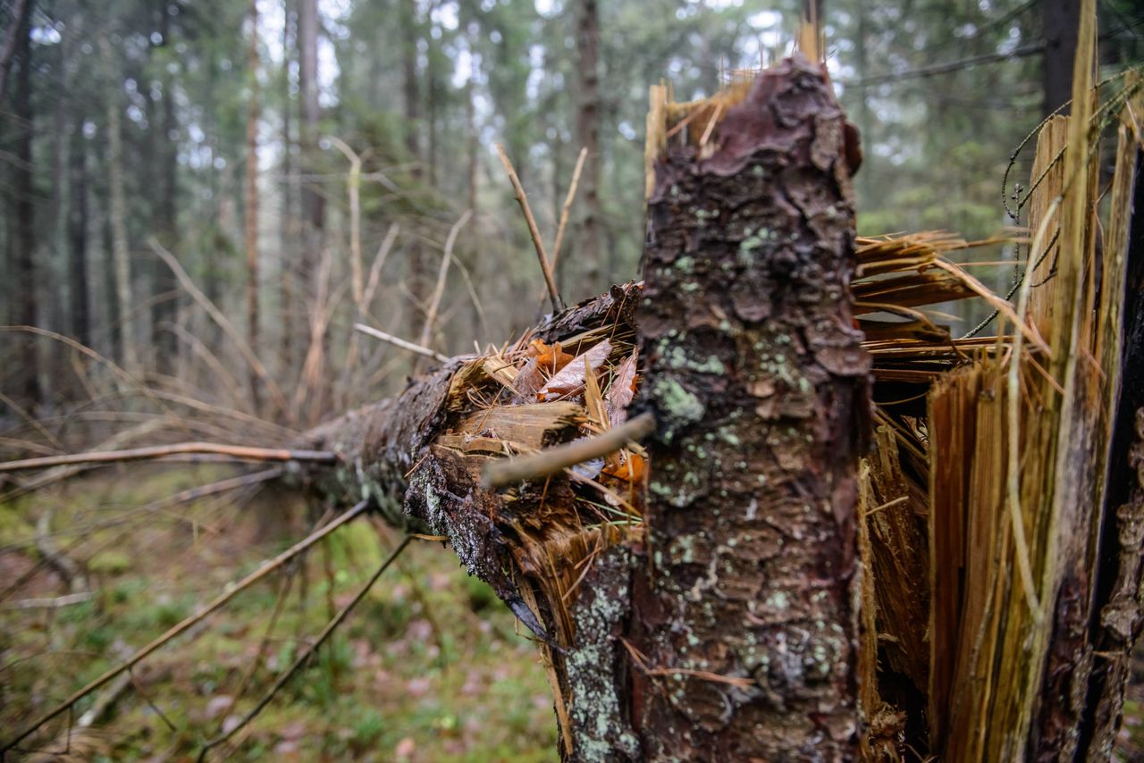 Blokowali wycinkę drzew w Puszczy Białowieskiej. Sąd uznał aktywistów za niewinnych