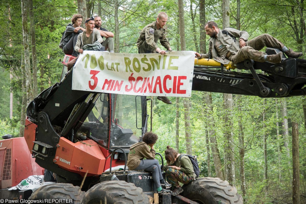 Henryk Kowalczyk uchyla decyzję ws. Puszczy Białowieskiej. Drzewa z kornikami zostaną