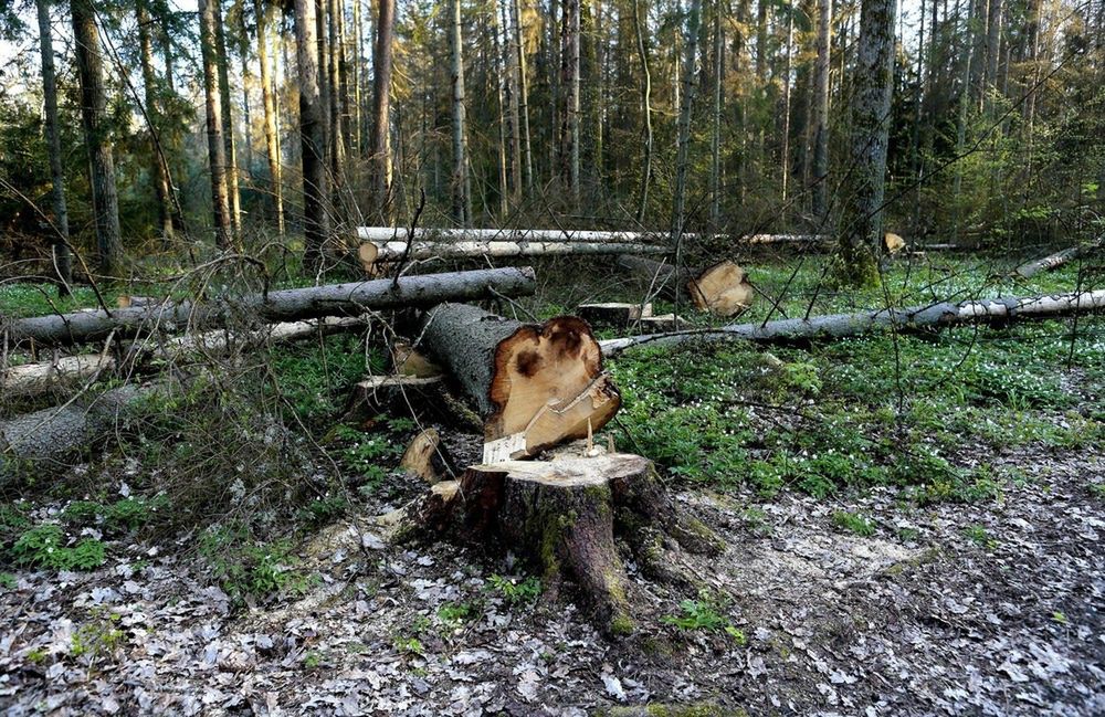 Polska gotowa odpowiedzieć Brukseli ws. Puszczy Białowieskiej. "Nasze działania będą prowadzone nadal"