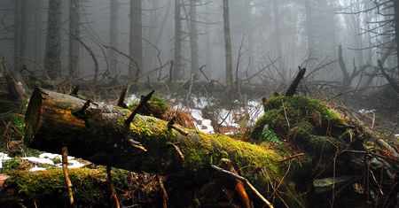Mocny głos przeciwko wycince puszczy. Z tego pisma dowiesz się wszystkiego, co chcesz wiedzieć
