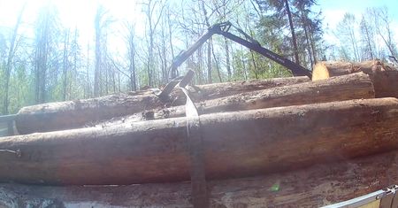 Pustoszeją lasy i puszcze. Alarmująca analiza WWF