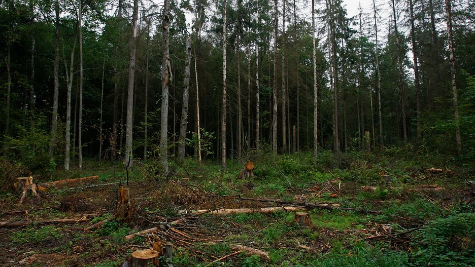 Polski rząd ma zaprzestać wycinki Puszczy Białowieskiej