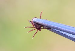 Kleszcze giganty w Niemczech nosicielami groźnej choroby