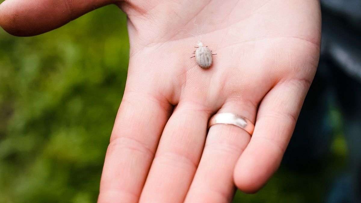 Jakie rośliny przyciągają kleszcze? fot. Getty Images