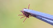Kleszcze giganty w Niemczech nosicielami groźnej choroby