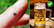 Jak chronić się przed kleszczami? 5 naturalnych sposobów