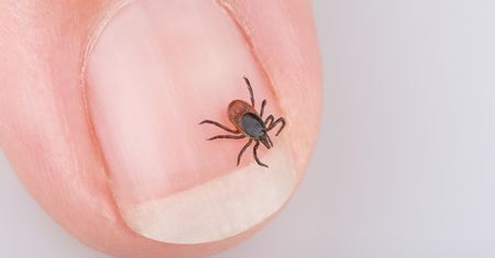 Kleszcze znów atakują. Zobacz, jak się bronić. Tej rośliny nie lubią