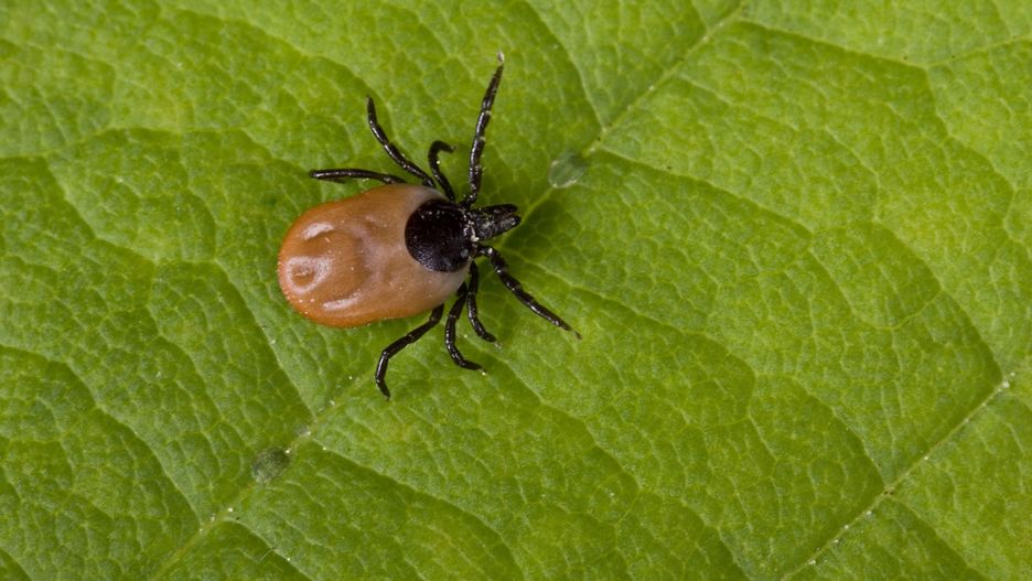Weź kleszcza i go zbadaj - sugerują laboratoria 