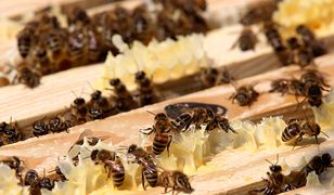 Rzeszów: Otrucie pszczół. Zginęło 2,5 miliona owadów