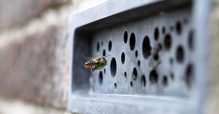 W Anglii prawie każdy dom ma hotele dla pszczół. To betonowe cegły z otworami