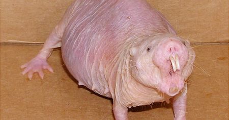 10 zwierząt, o istnieniu których zapewne nie wiesz