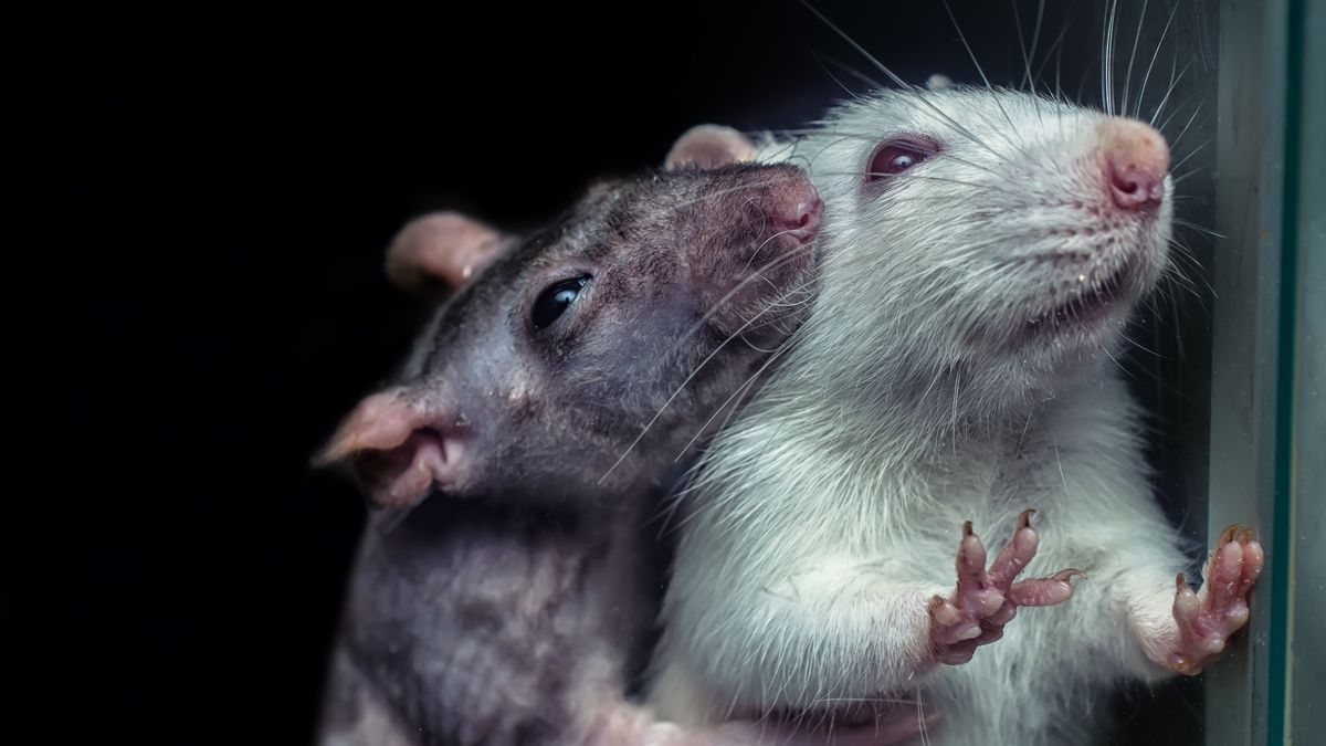 a pair of rats, gray and white rats