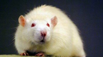 Ralph, pierwszy sklonowany szczur